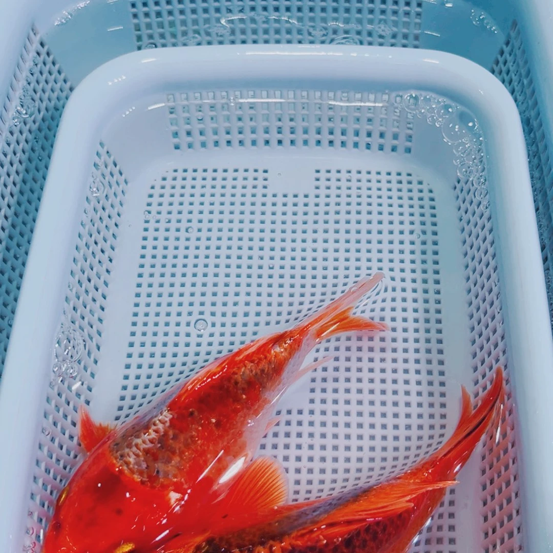 锦鲤锦鲤冷水鱼观赏141