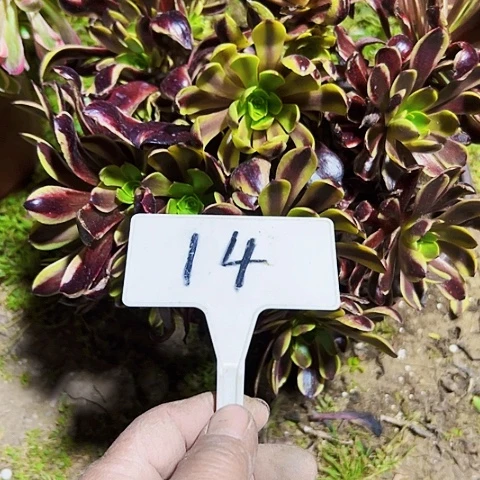 英多肉植物欧嘉莉法师