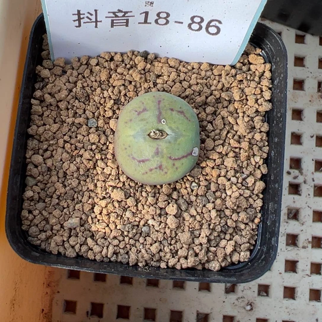 薄****18-86肉锥多肉植物