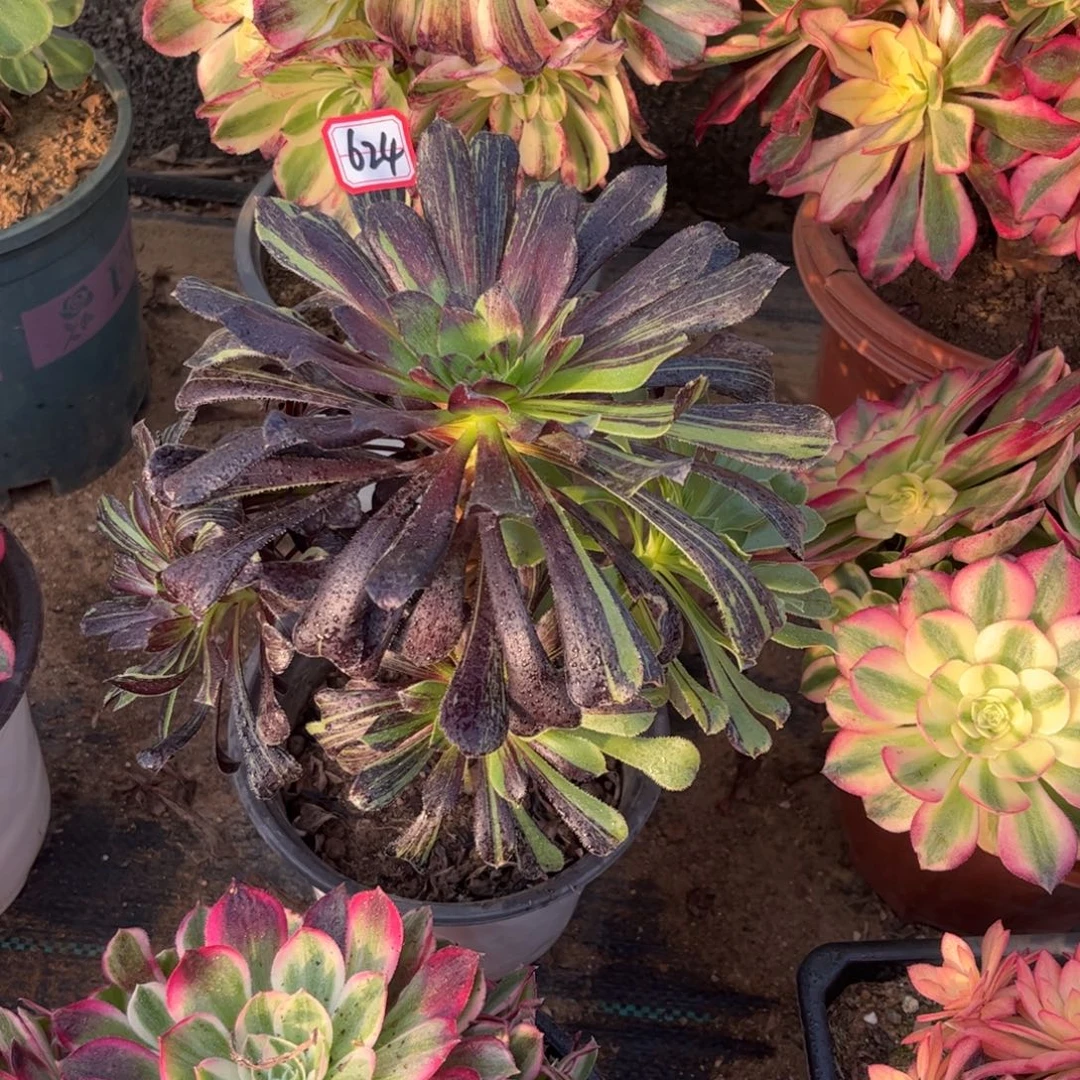 624多肉植物水墨丹青