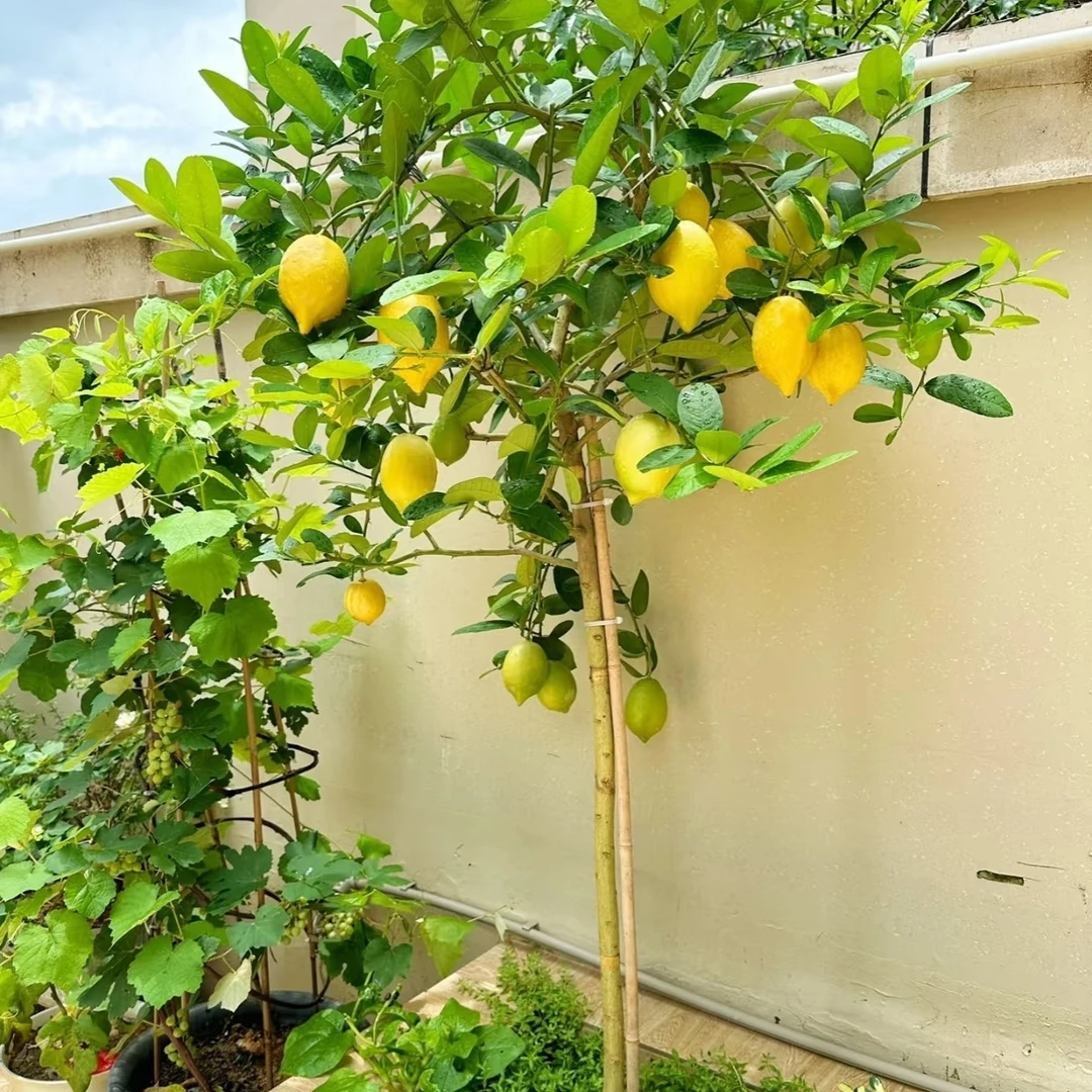 广东香水柠檬/落地绿植/室内室外植物