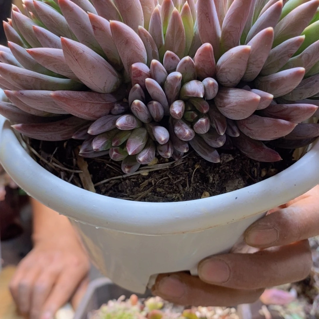 凯****人79号炫彩星多肉