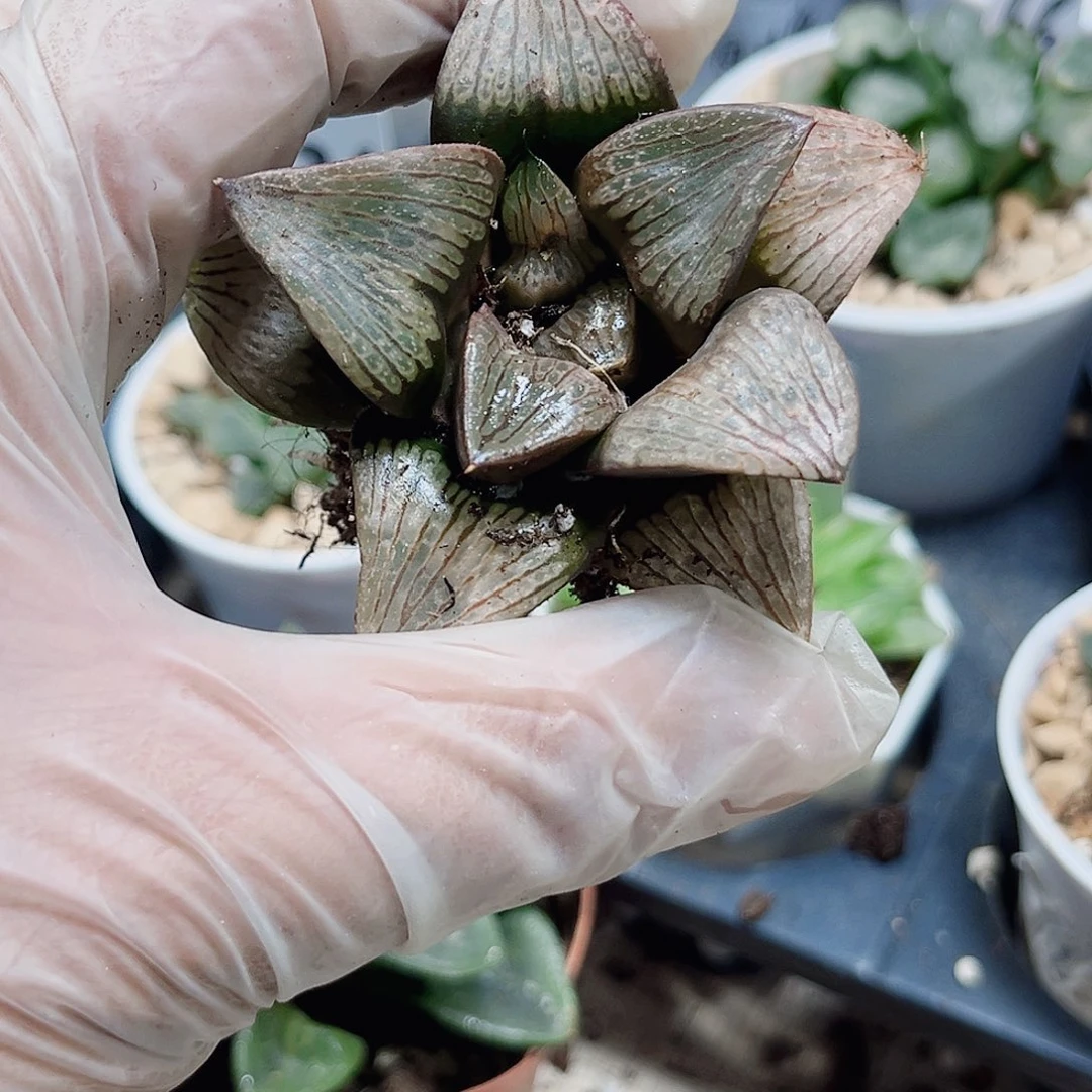 特价处理新手好养
