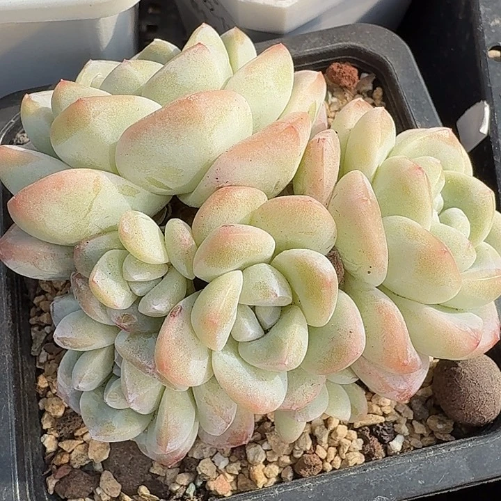 0122-07 趴地6头老桩冰玉