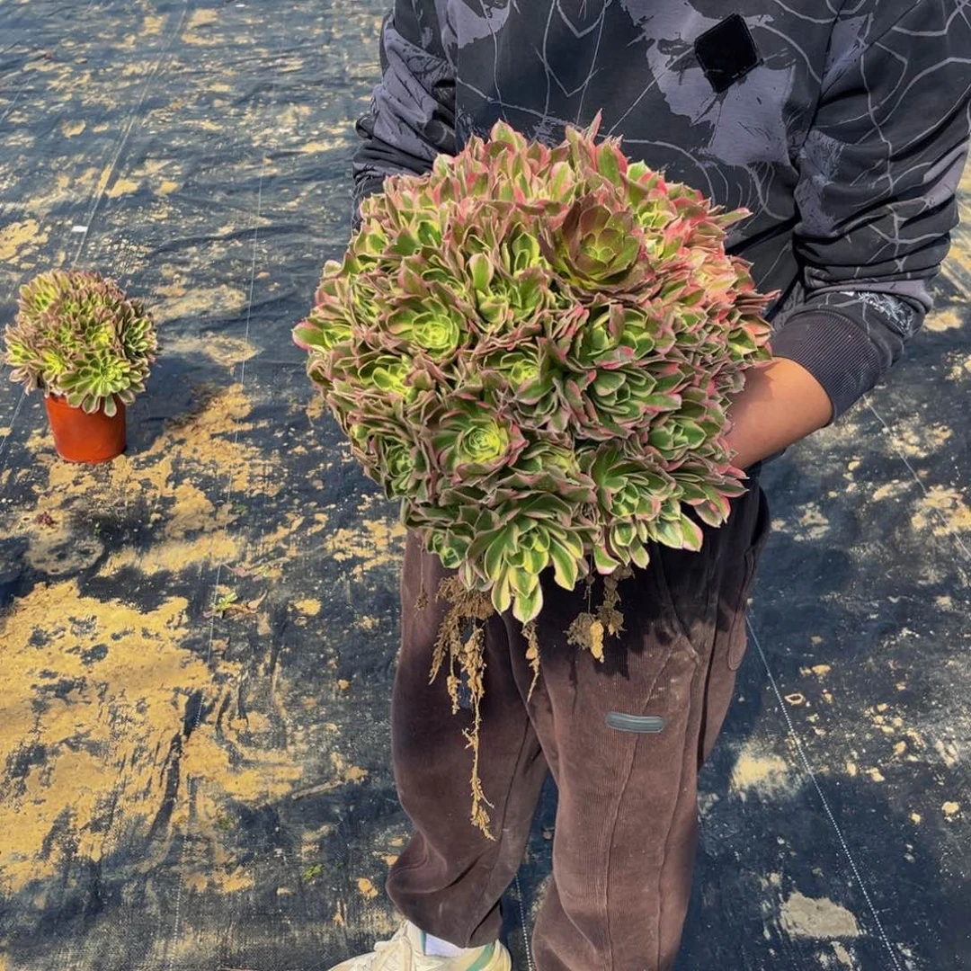 白凤多肉植物捧花的