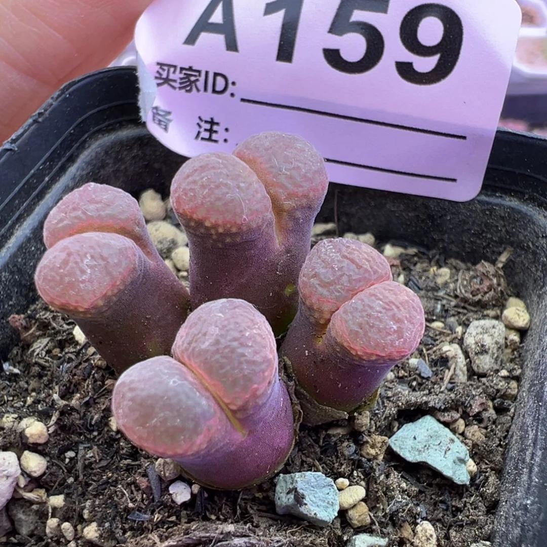 159号风铃福利特特