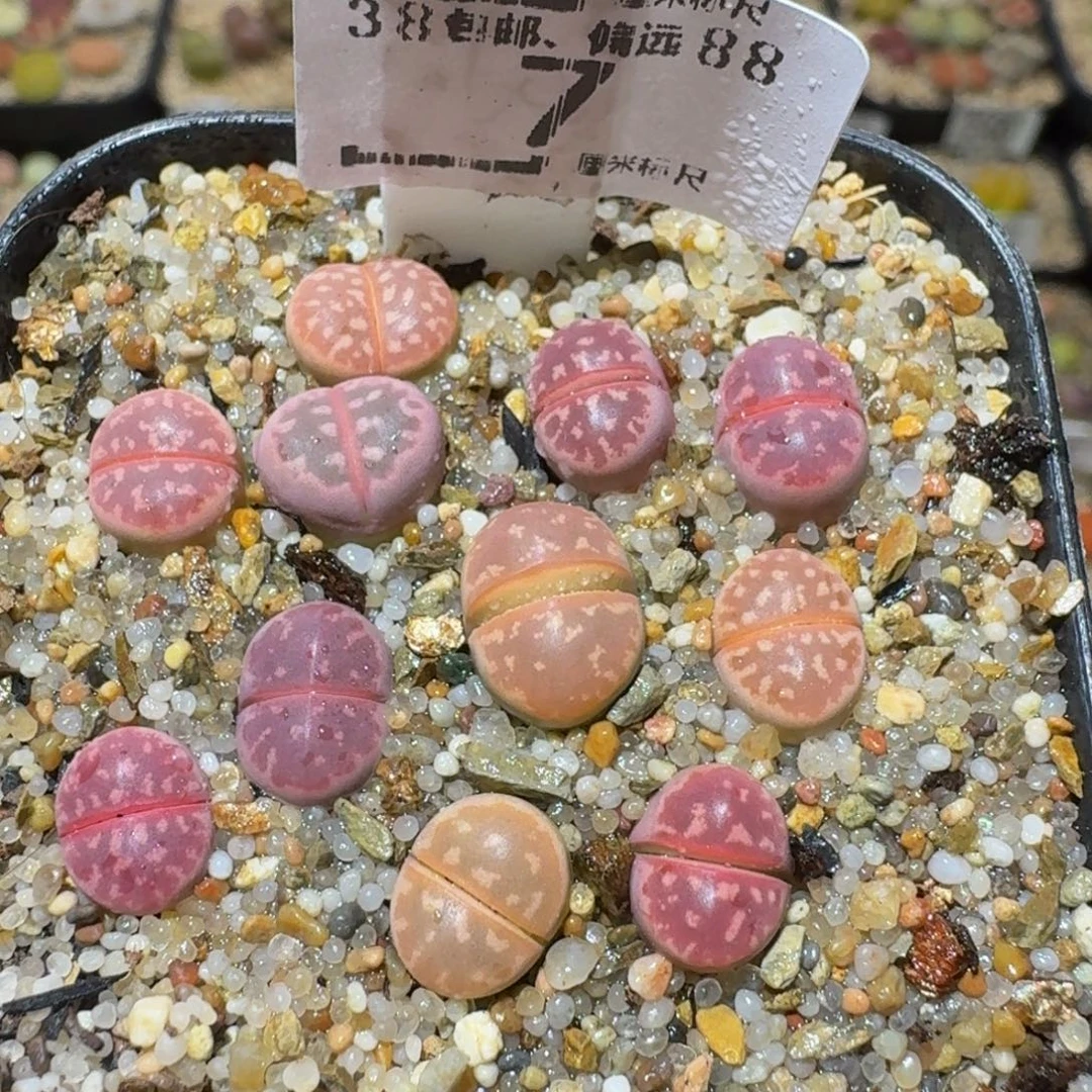 Ssss精品生石花7红橄榄