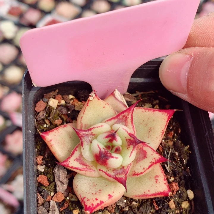 新年福利多肉5cm