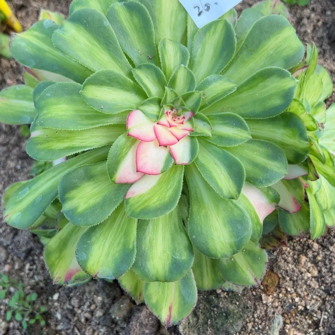 5知否多肉植物直