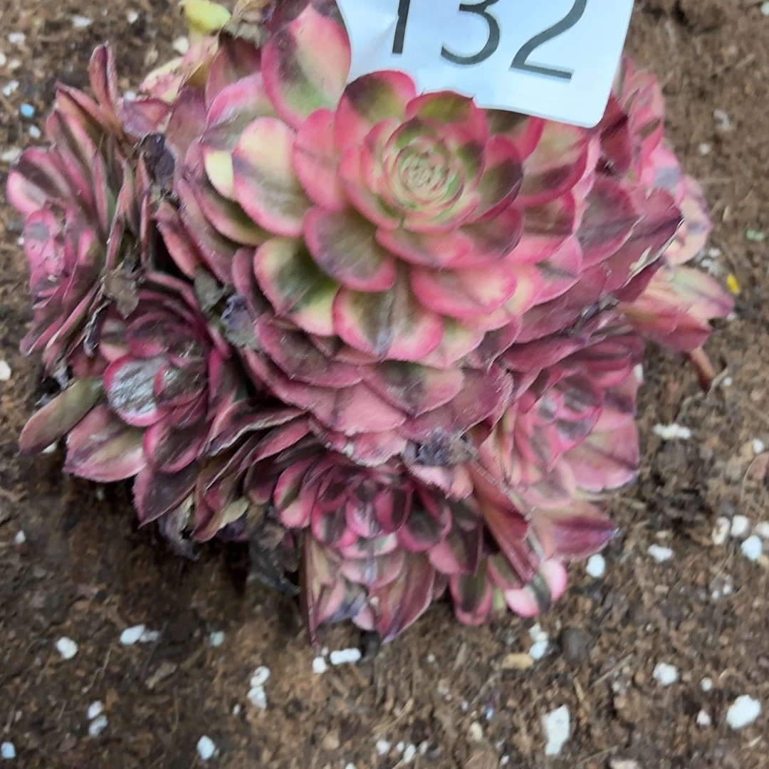 多肉植物福啊132