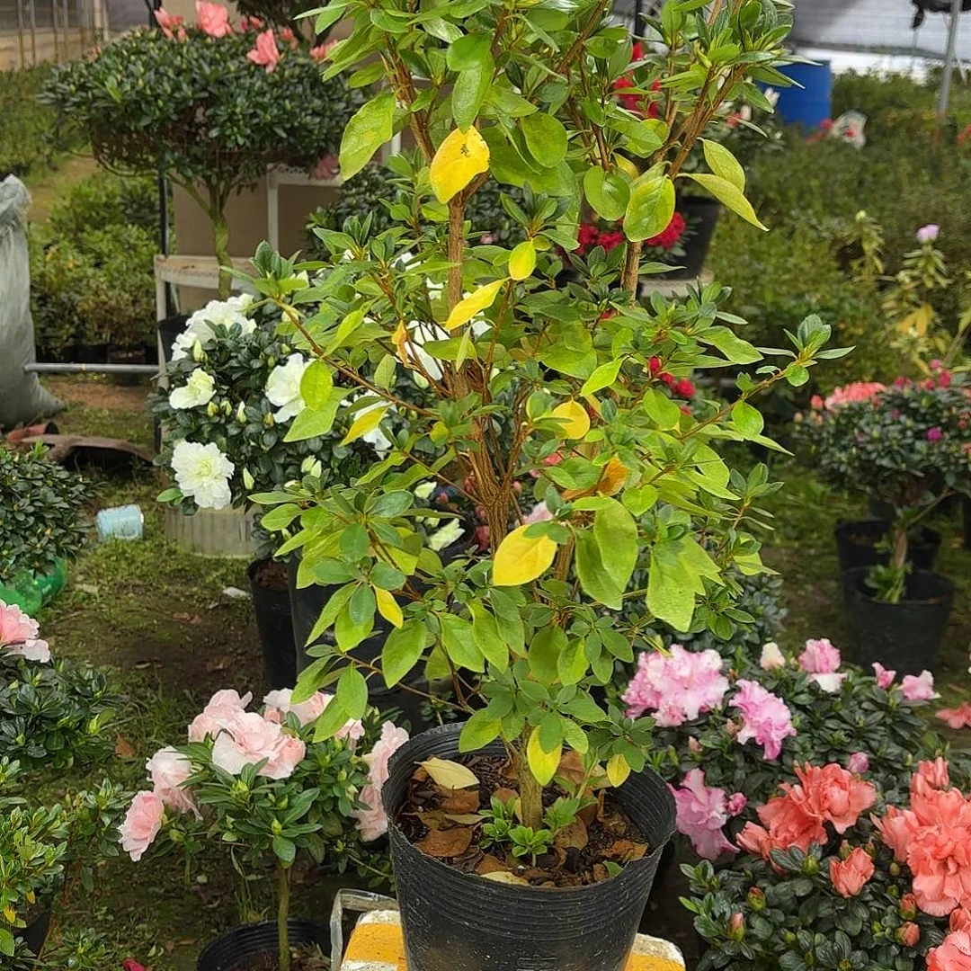 隔***亮当前无花栽培后可以开花