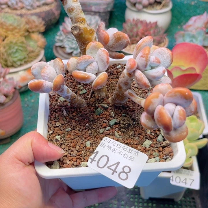 大4048:？cbxbcgghbh