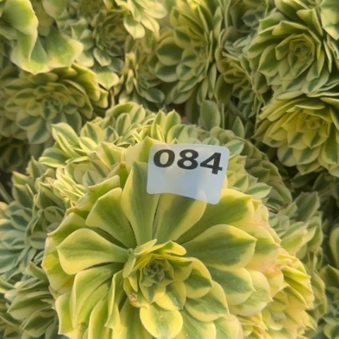 法师迈巴赫18-38