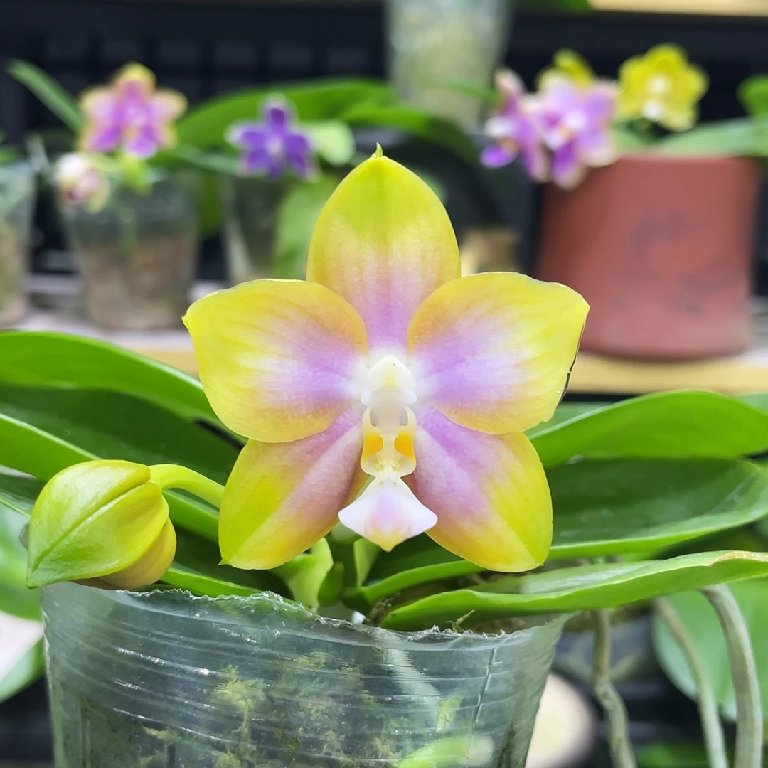 完全开放龙玛丽2.5寸