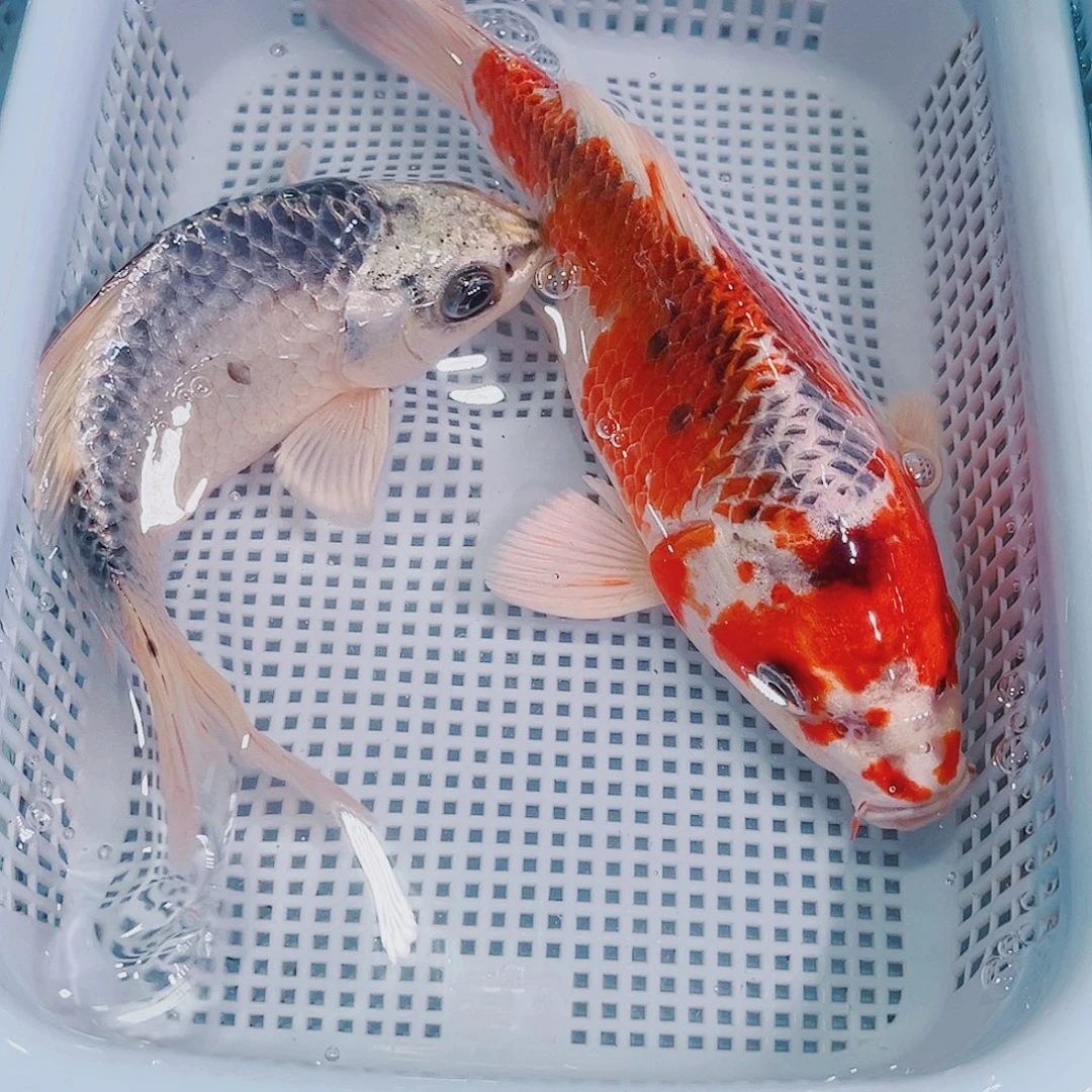 锦鲤锦鲤冷水观赏125