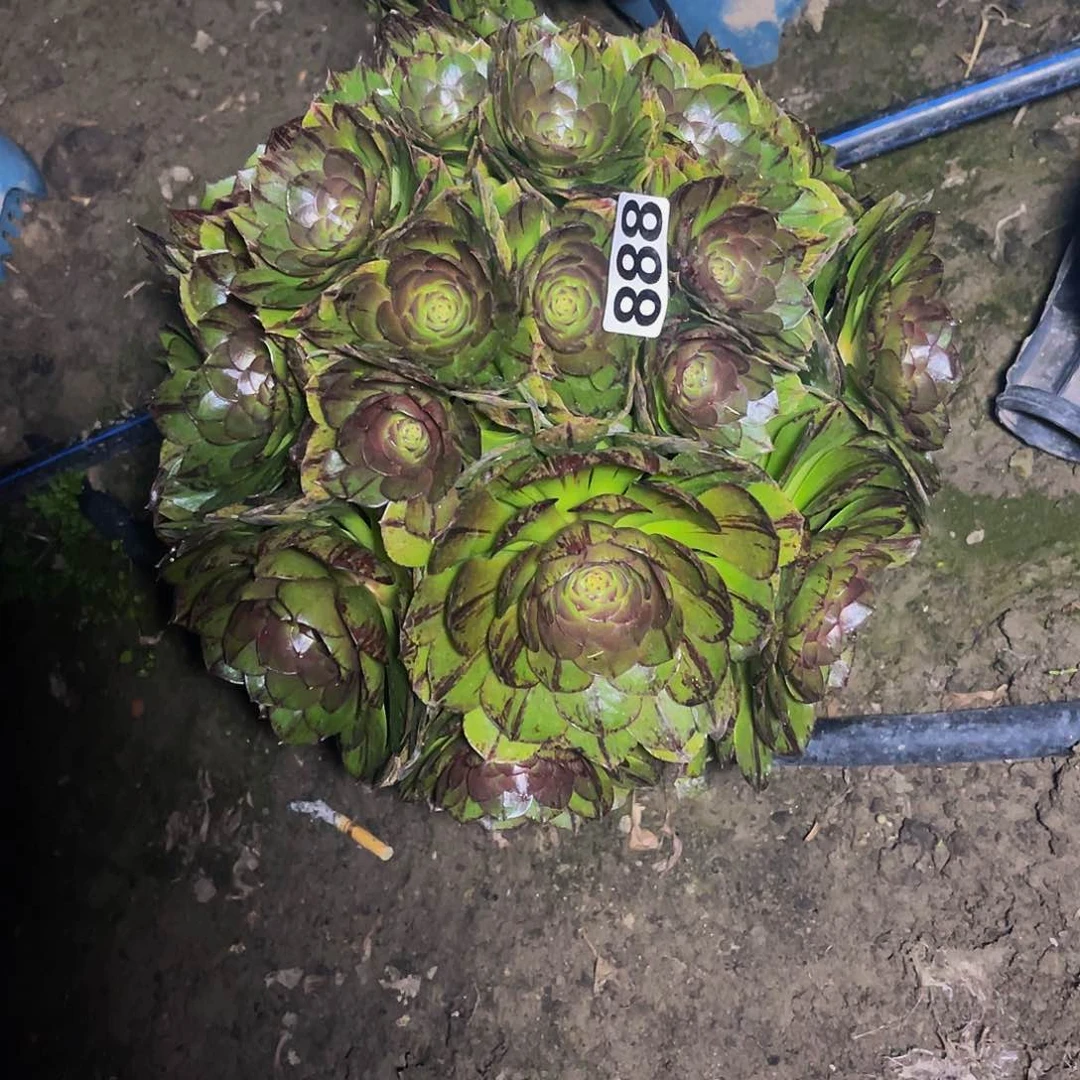 法师法师14-1包邮法师