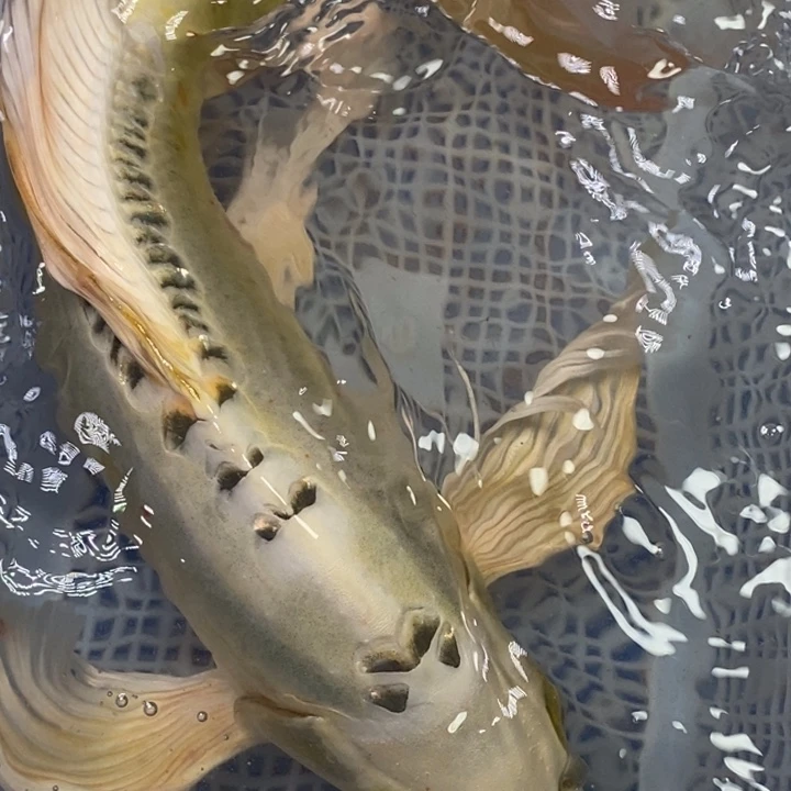 锦鲤冷水锦鲤（无开箱视频不售后）