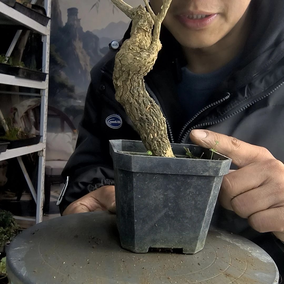 米*小盆景小植物一物一拍158