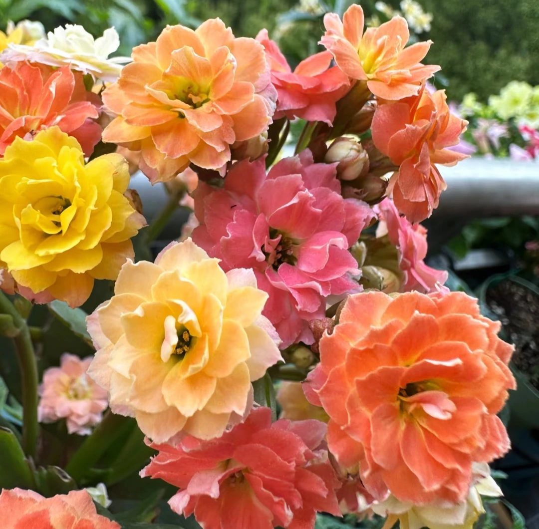 【七彩毛绒二代】120精品长寿花盆栽