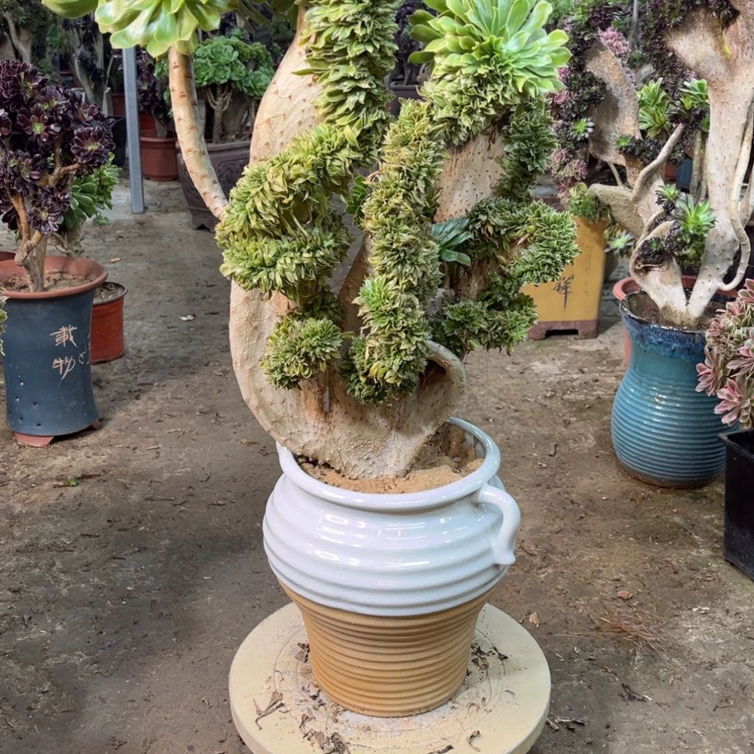 精品法师以五一拍拍