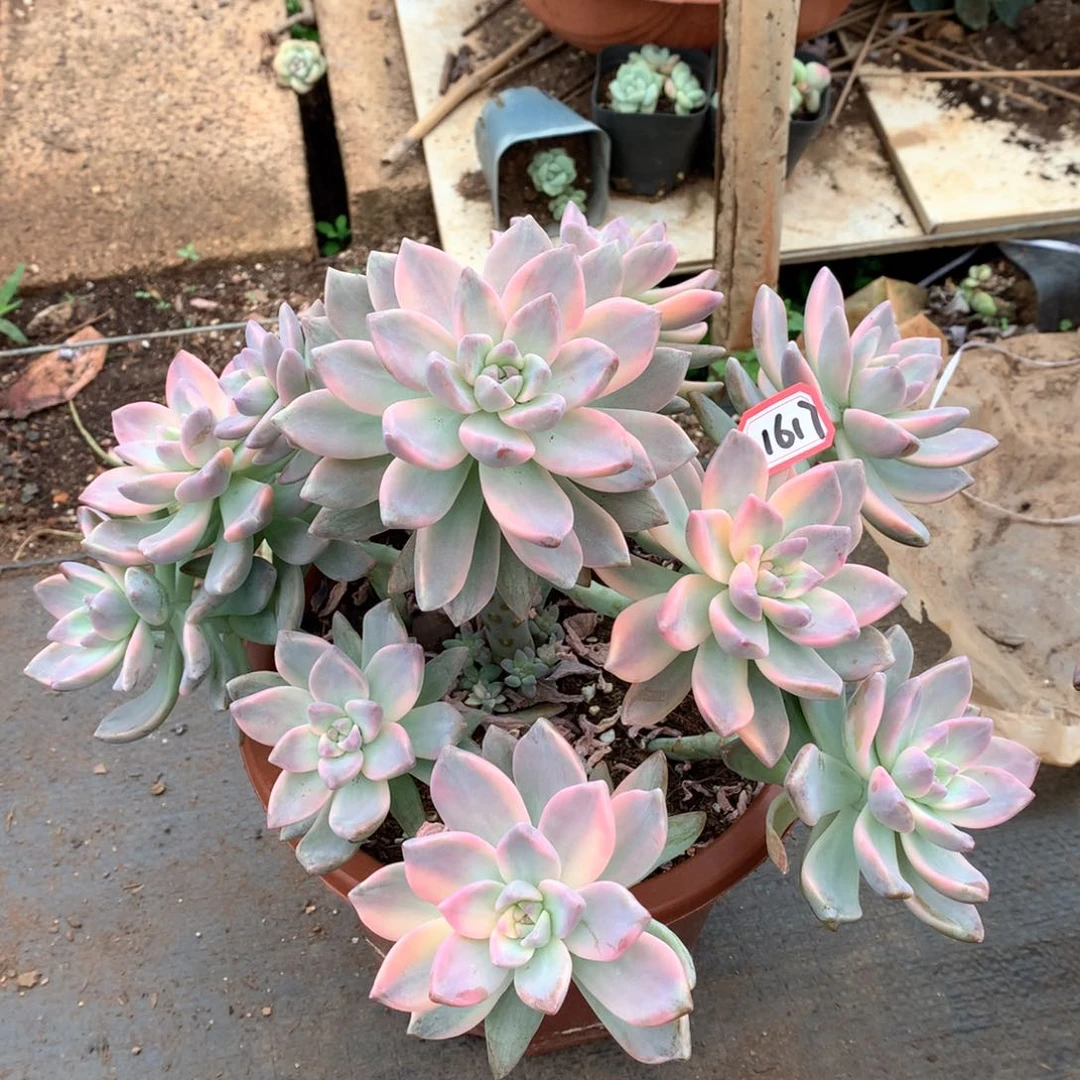 淡雪锦1617晓晓一物一拍