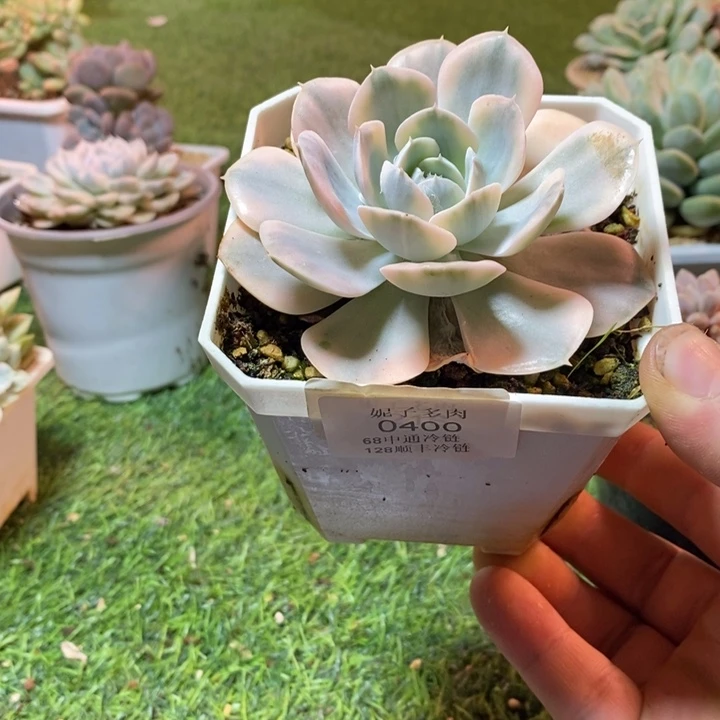 0400啊啊啊啊啊啊啊啊啊啊