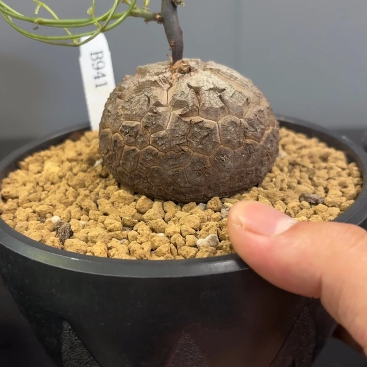 941 南非龟甲龙带盆