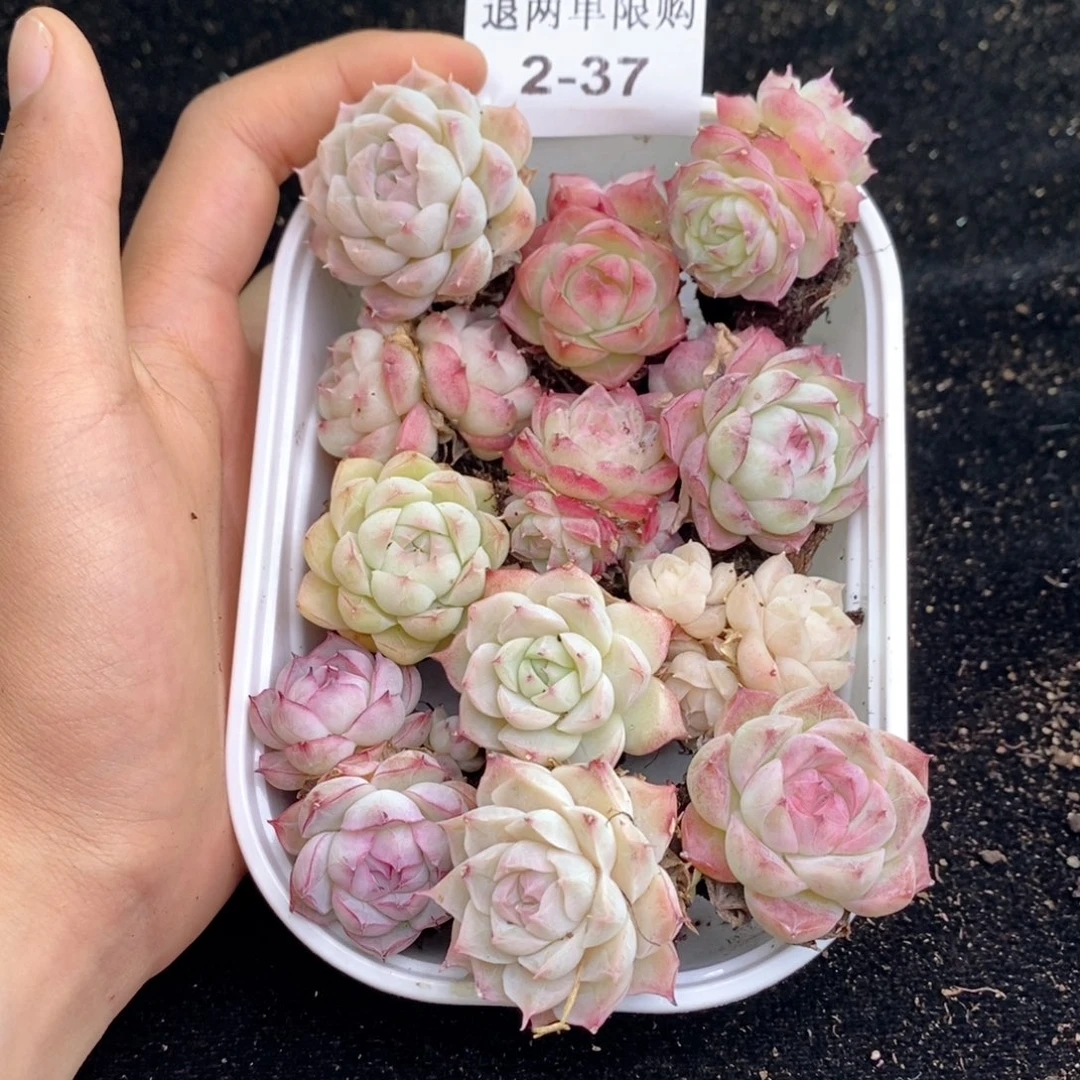 2-37 新疆西藏内蒙不发零下拍保温箱两到三公分多肉