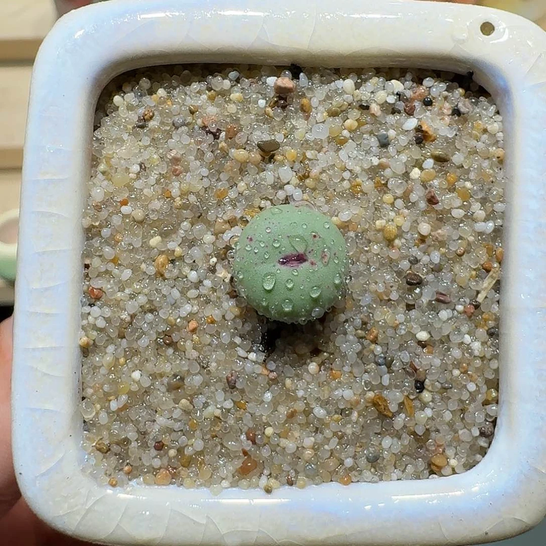 红陶蘑菇219小红嘴