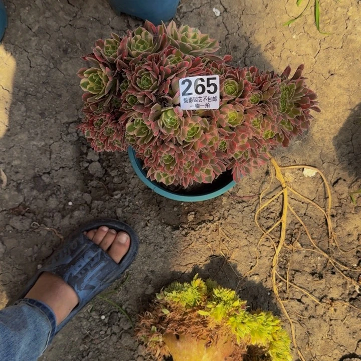 女妖花29-16包邮花花