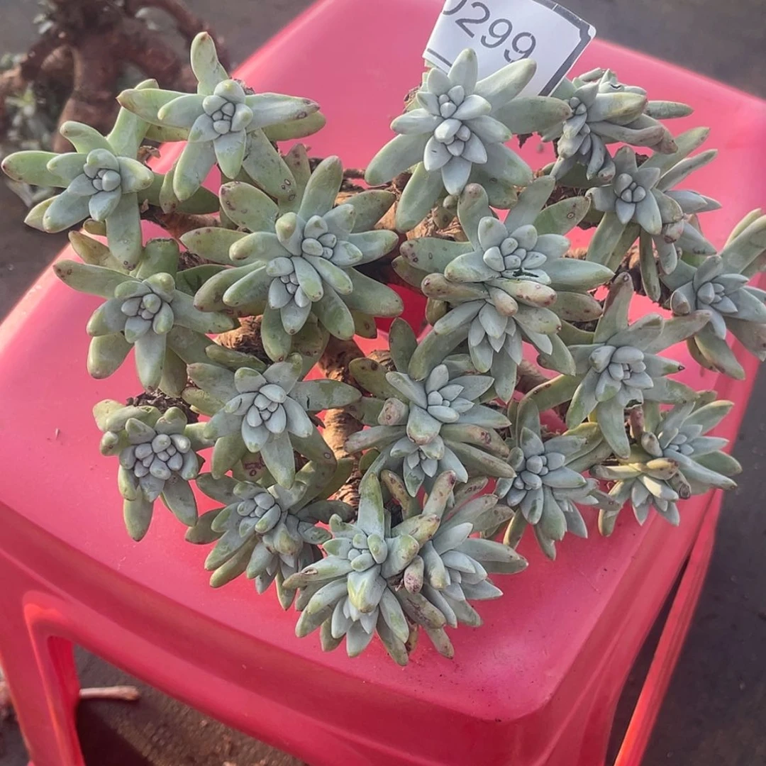 【闪购商品】农**哥60299瑕疵特价不售后