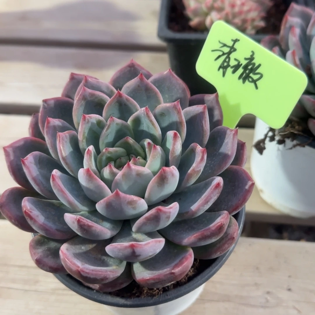 红鸾单头五十包邮老桩