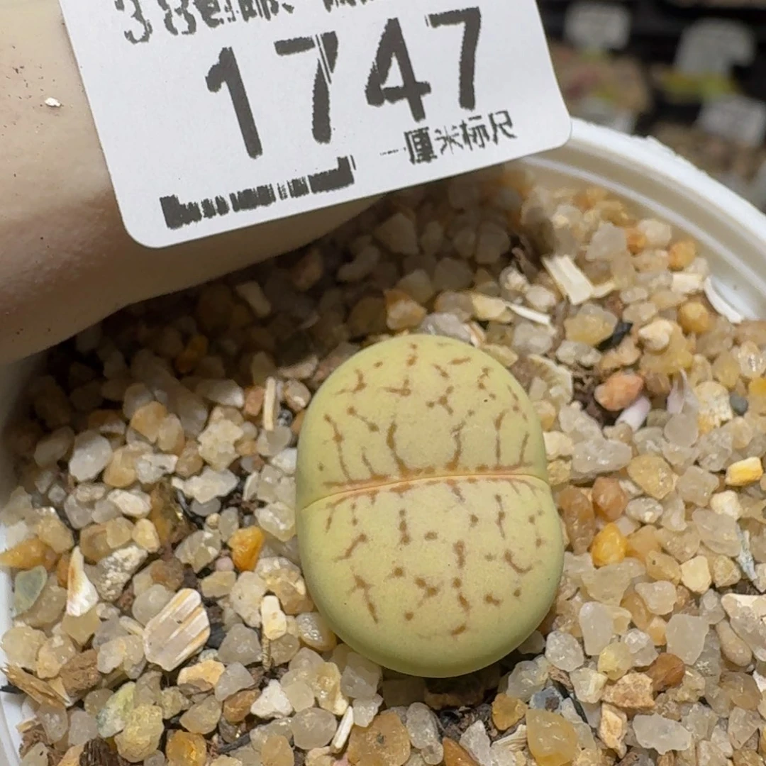 zzzz精品生石花1747