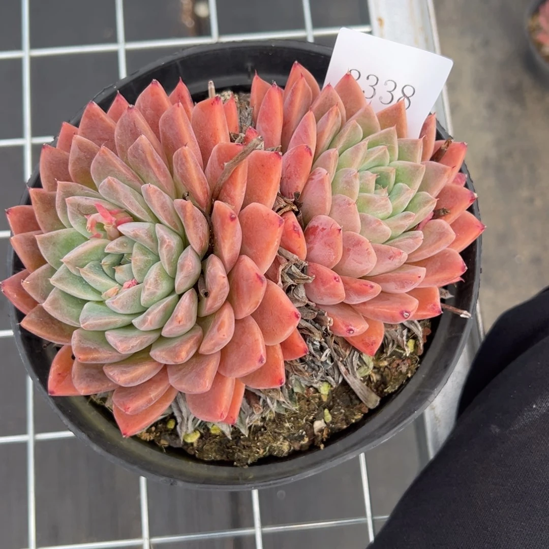 鬼*3338多肉多多多多