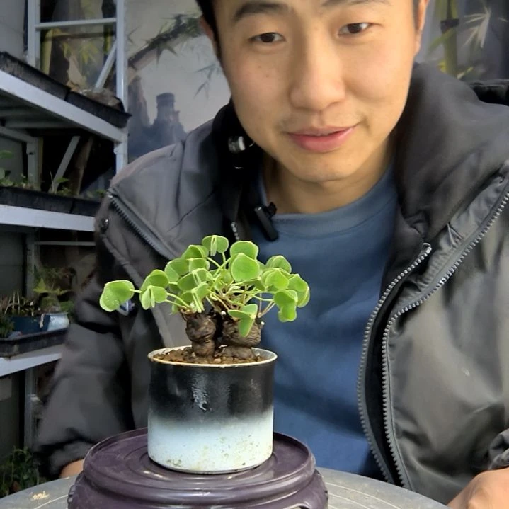 小**?小盆景小植物一物一拍189