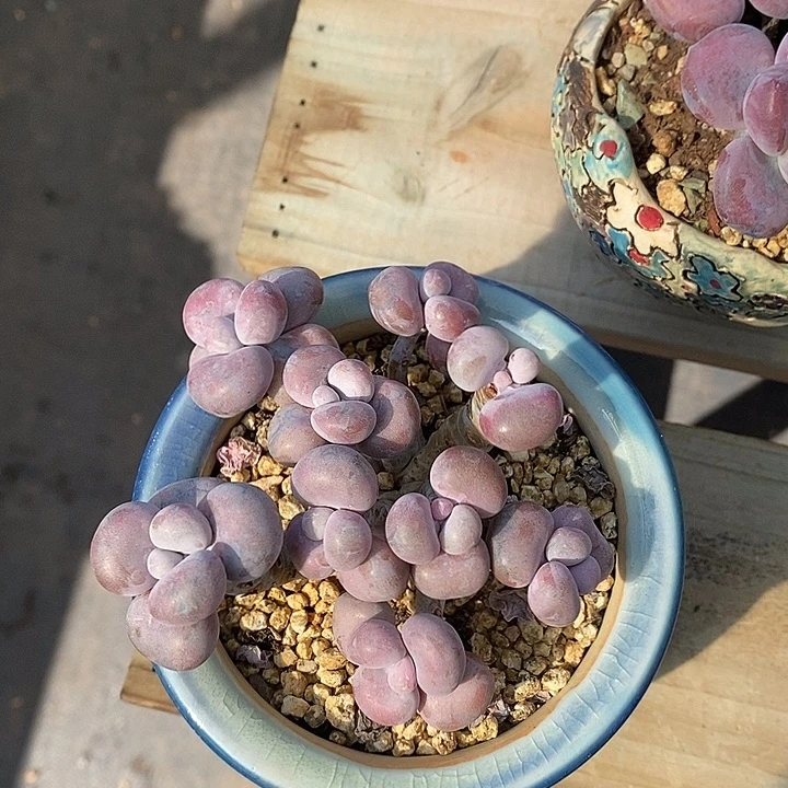 可以了的了没的模棱两可