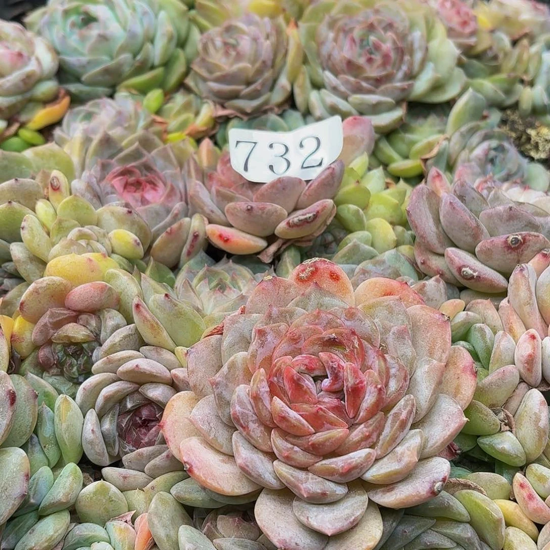 玲*多肉植物多肉植物732