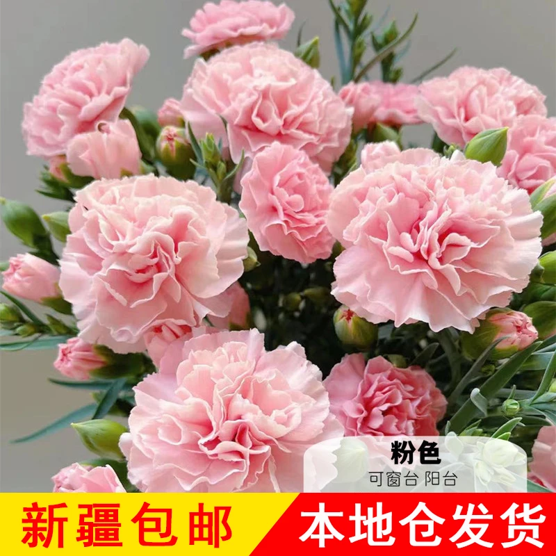 新疆包邮康乃馨观花植物观花居室小盆栽办公室桌面母亲节绿植