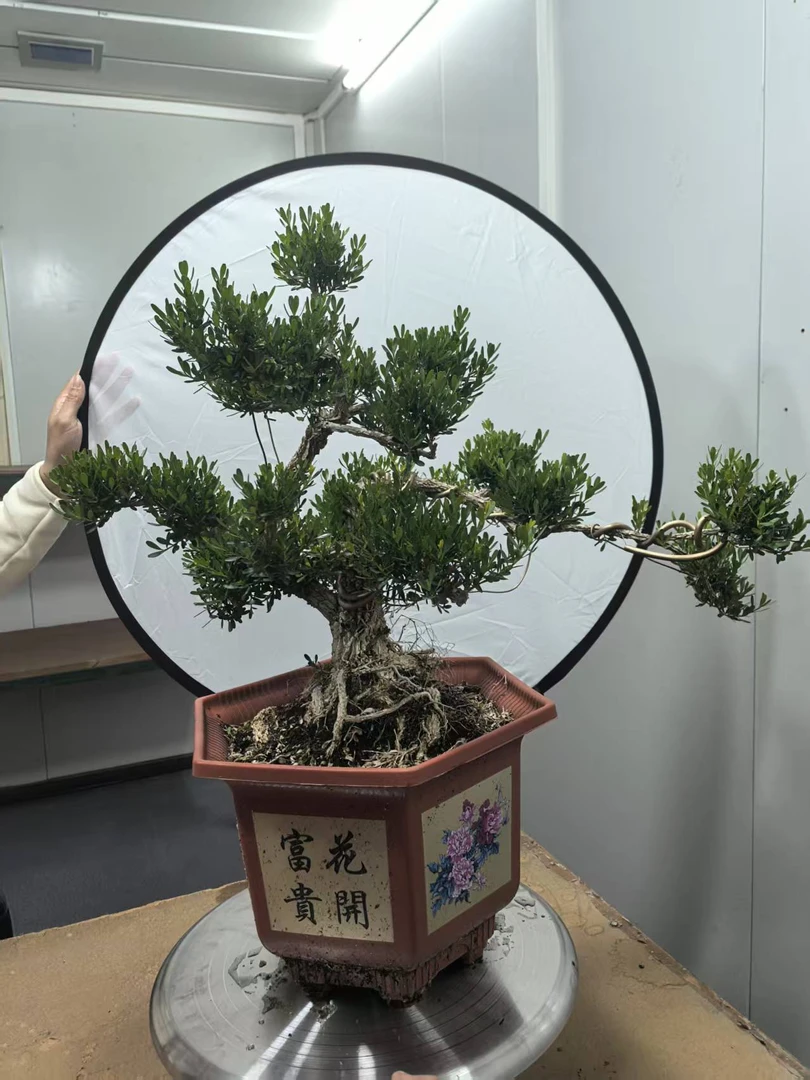 室内皱皮雀舌小叶黄杨精品盆景