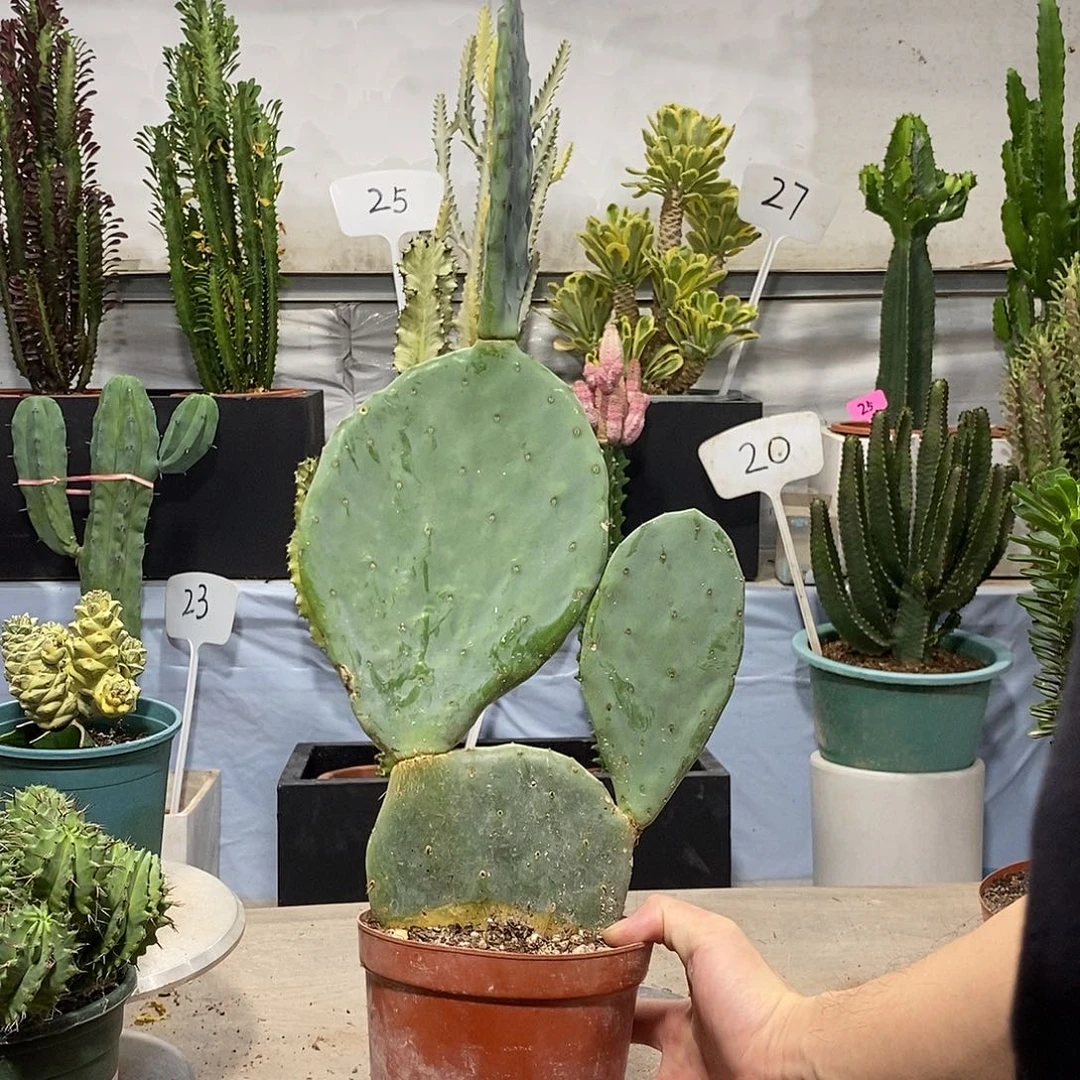 无花朵明镜yi wu yi p