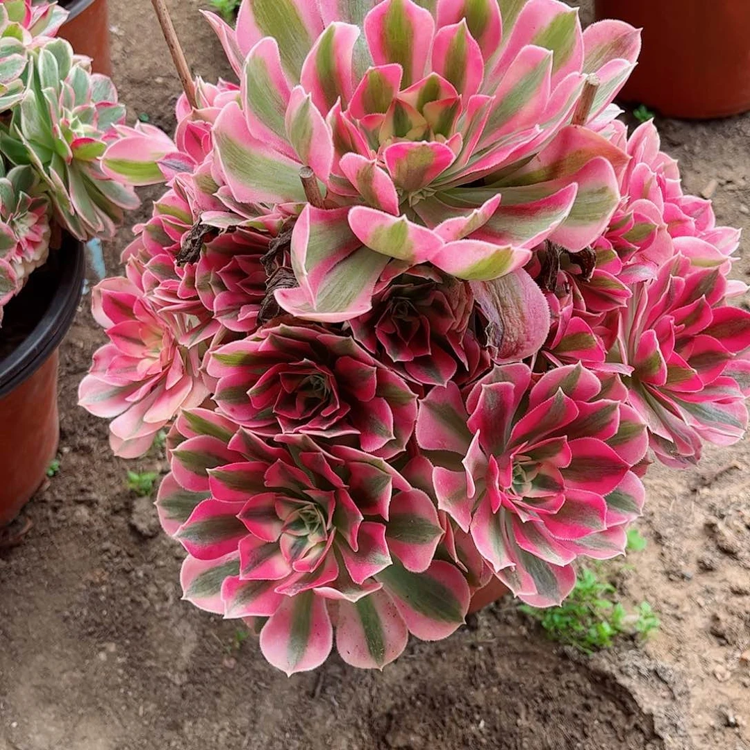 无花朵多肉植物470