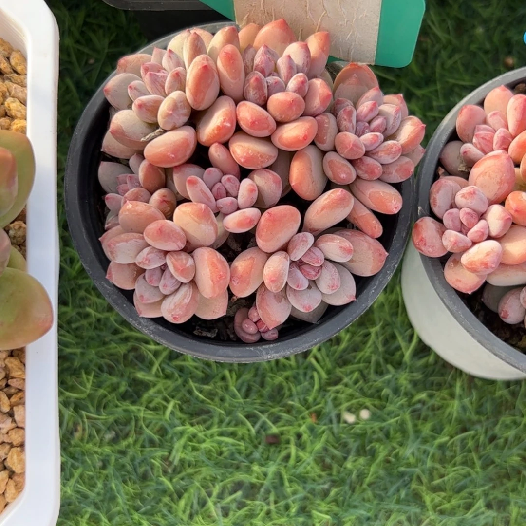 香水美人多肉植物