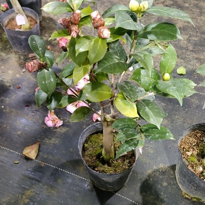 169依恋，情人节，原盆原土发货