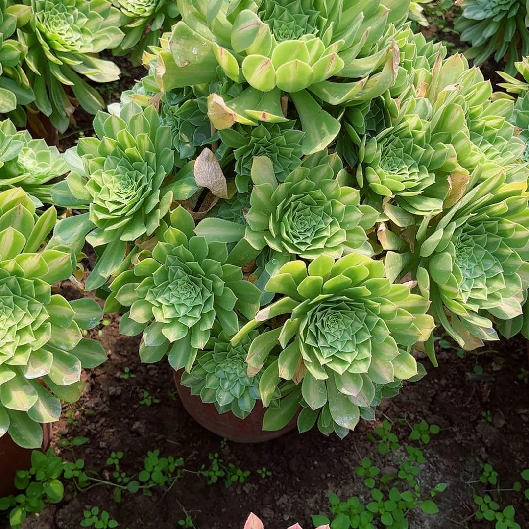 用****6多肉植物018多肉