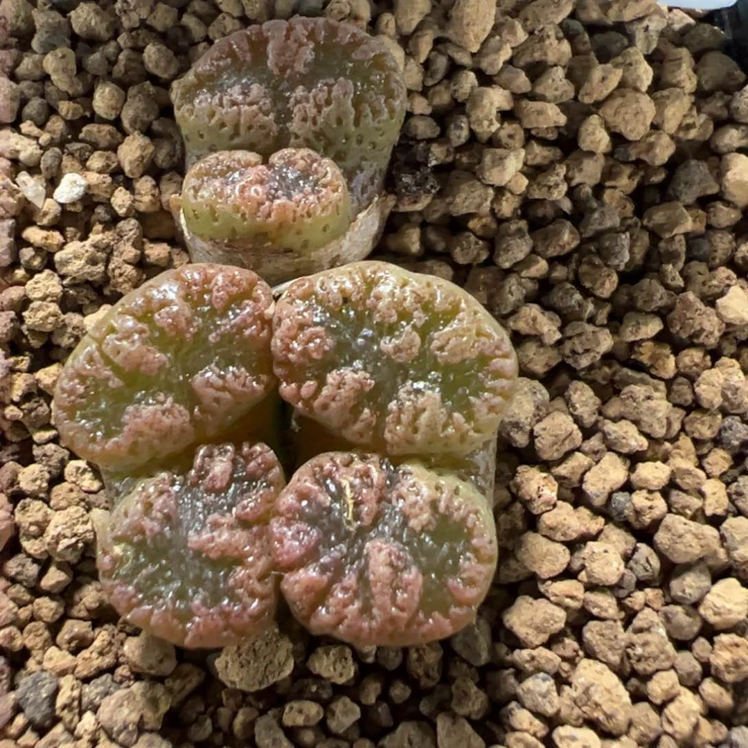 10-100肉锥多肉植物，