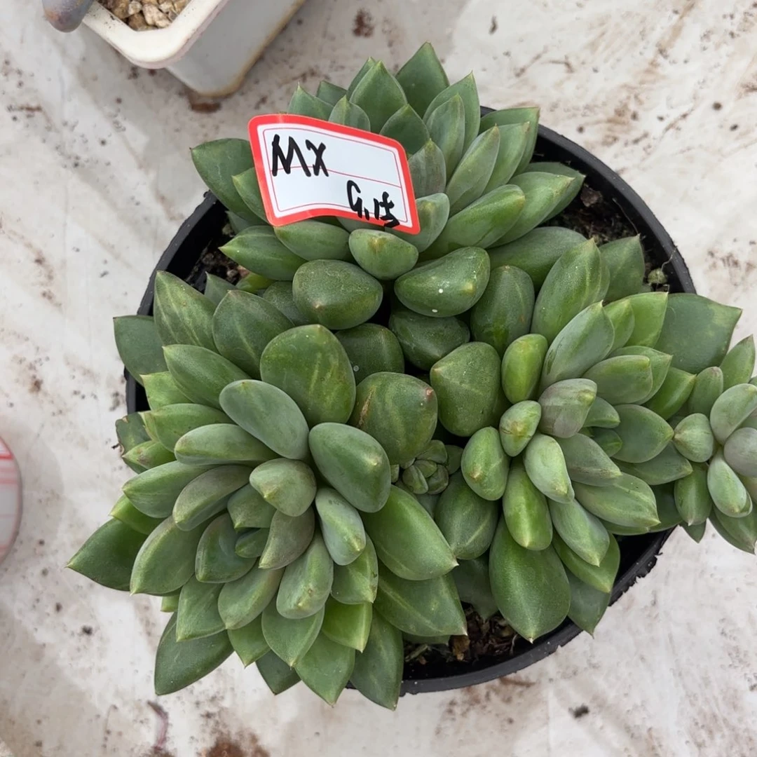 M***X红象牙石化群M x专拍9.15