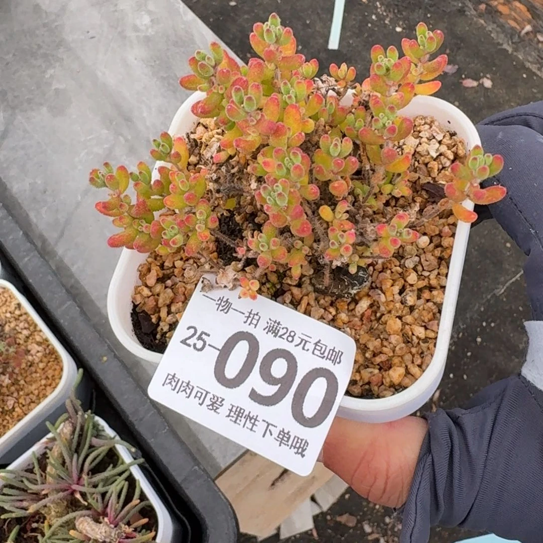 枝干番杏红宝石无盆无无盆土