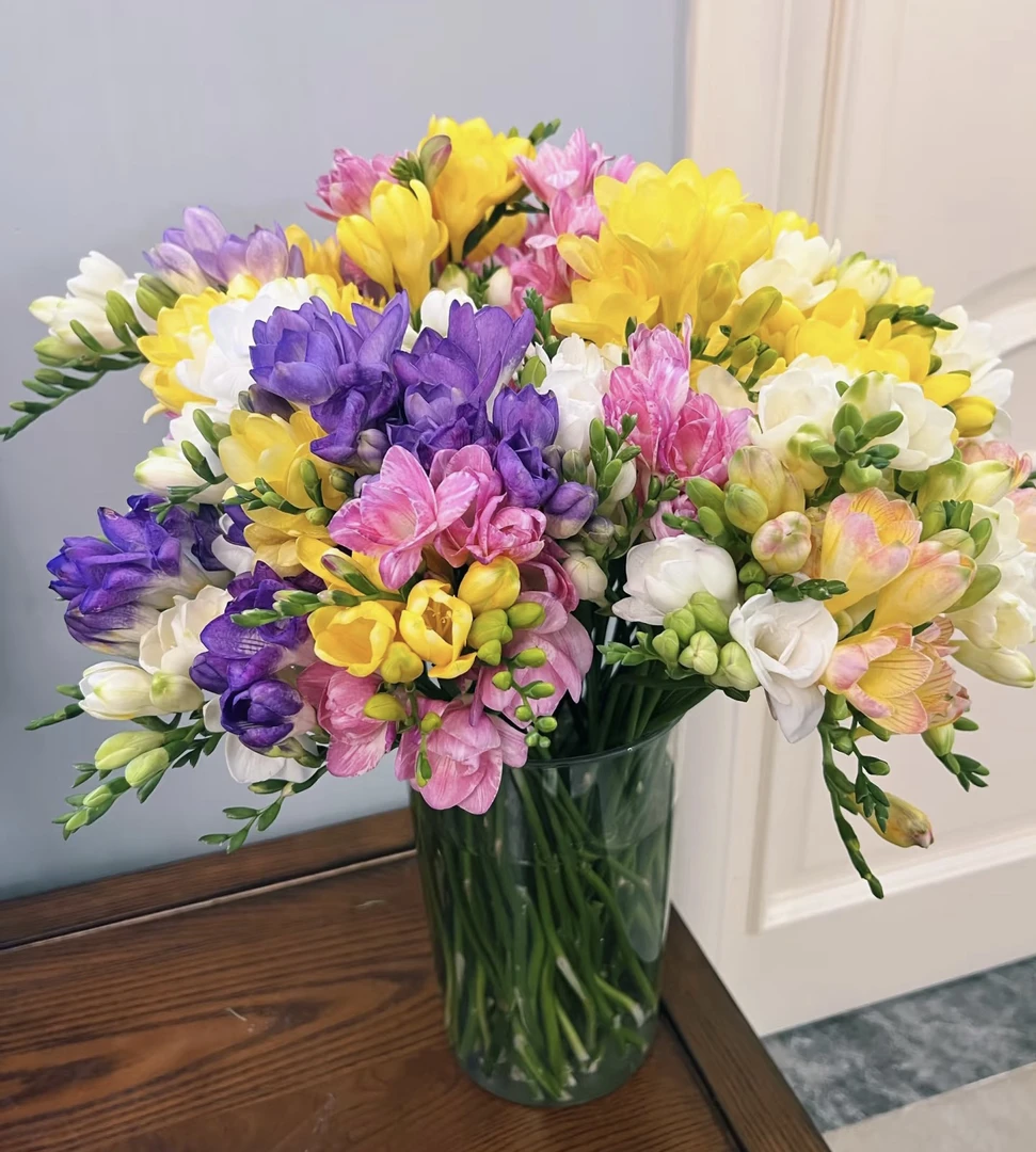 香雪兰福利【全场任意两单顺丰包邮】云南基地 鲜花直发 新鲜采摘