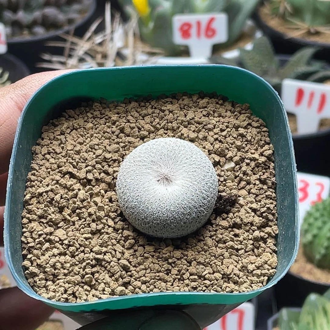 小人帽子仙人球 带盆土发货