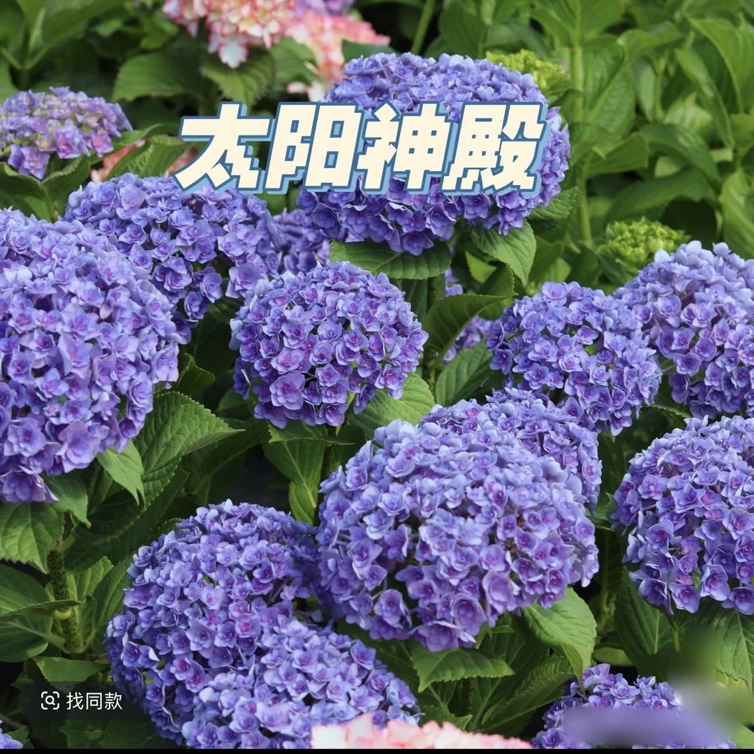 [昕华花卉]露天绣球【太阳神殿】（老桩现在没有花）大花多色花期长